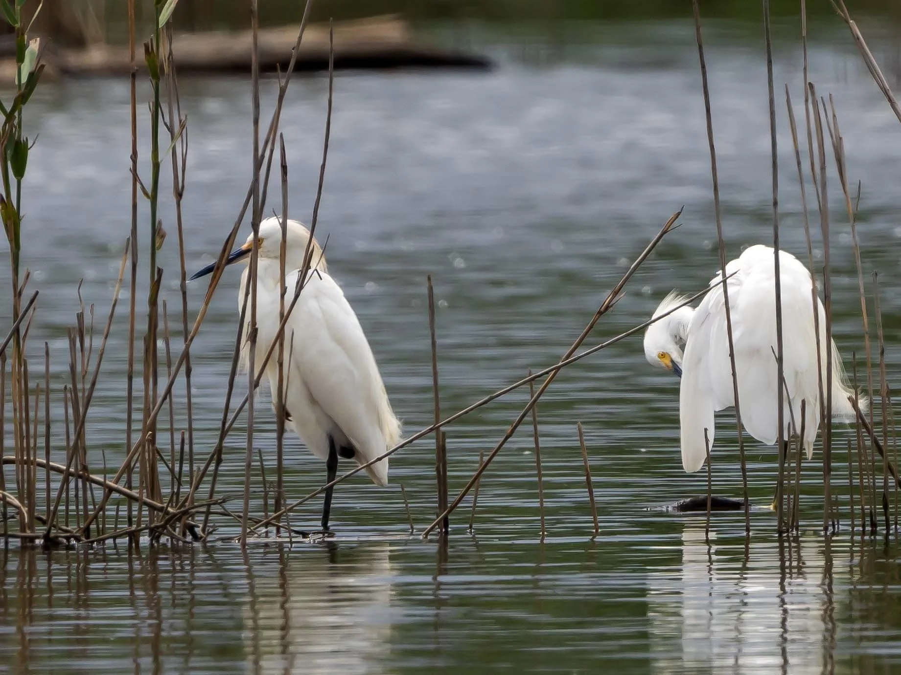 Snowy Egrets — Susan Kirby